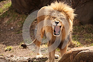 Lion Roaring or laughing