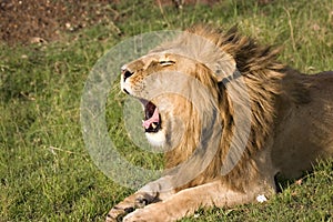 Lion roaring in Masai Mara Kenya