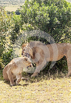 Lion roaring over a lioness