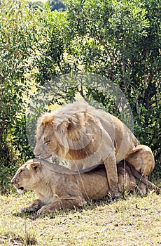 Lion roaring over a lioness