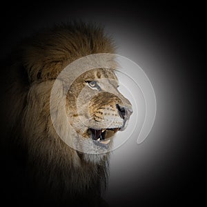 Lion roaring and showing its fangs, inside a black cercle