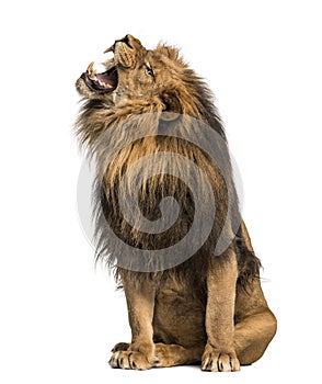 Lion roaring, sitting, Panthera Leo, 10 years old