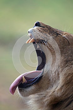 A Lion Roars