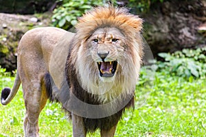 Lion roars