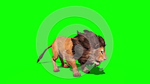 Lion Roars Perspective Loop 3D Rendering Animation