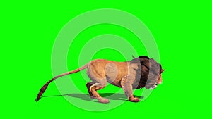 Lion Roars Side Loop 3D Rendering Animation