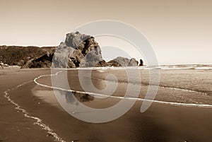 Lion Rock on the Piha Beach , New Zealand