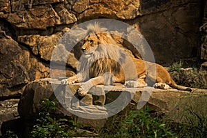 Lion on a rock in the ZOO