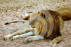 Lion in Ruaha National Park, Tanzania