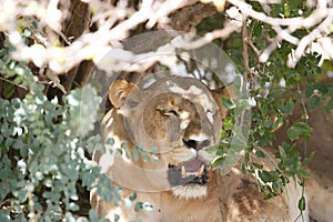 Lion in Ruaha National Park, Tanzania