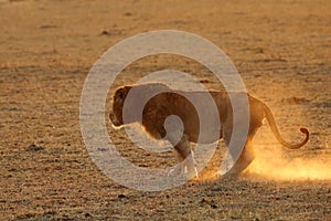 Lion rubbing its leg on the ground, Masai Mara