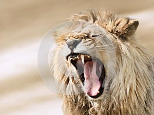 Lion`s anger