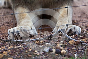 Lion's Claws and Cage.