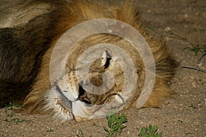 Lion`s closeup in the Savana