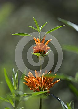 The Lion`s Ear Flowers: Strange Fuzzy Orange Fingers