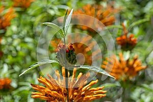 The Lion`s Ear Flowers: Strange Fuzzy Orange Fingers