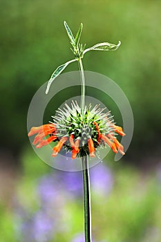 Lion\'s Ear, or Leonotis nepetifolia flower in a garden