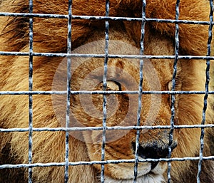 The lion's face closeup