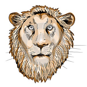 Lion`s head