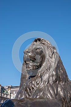 Lion`s head closeup at Nelson`s Column, Trafalgar Square, London, UK