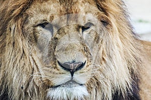 Lion`s head. King of animals