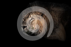 The lion`s head is large, eyes. powerful male lion is resting in the twilight, close-up