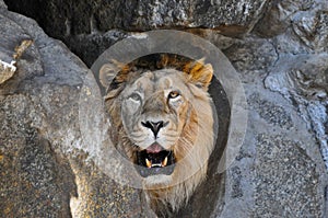 A lion`s head between rocks