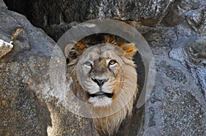 A lion`s head between rocks