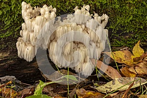 Lion`s mane  Hericium erinaceus