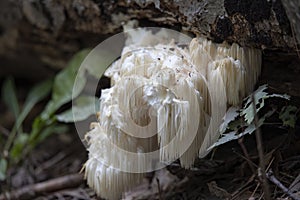 Lion`s mane , Hericium erinaceus