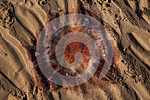 Lion's Mane jellyfish