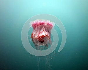 LionÂ´s Mane jellyfish