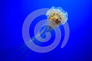 Lion`s mane jellyfish