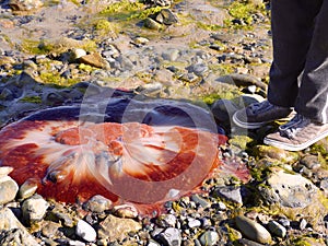 Lion's Mane Jellyfish on beach