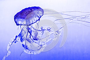 Lion`s Mane Jellyfish- Cyanea capillata