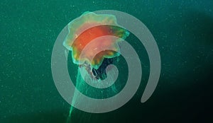 Lion`s mane jellyfish Cyanea capillata aka giant jellyfish, arctic red jellyfish, hair jelly
