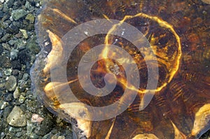 Lion`s Mane Jellyfish Cyanea capillata, Portland Island, British Columbia, Canada