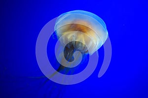 Lion`s mane jellyfish photo