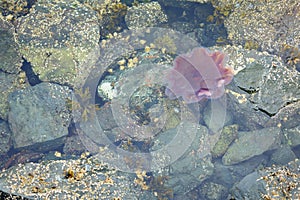 Lion's Mane Jellyfish, Pacific Northwest