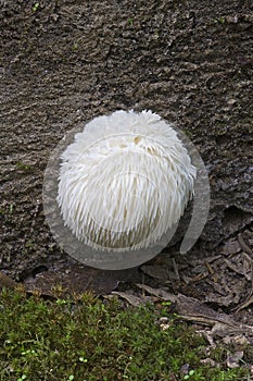 Lion`s mane mushroom