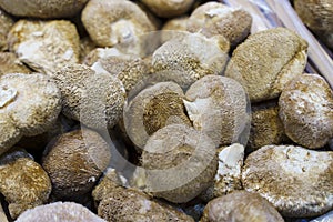 Lion's mane mushroom. Dried Hericium erinaceus for cooking in Chinese cuisine. Selected focus