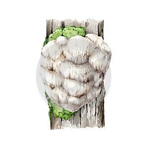 Lion's mane mushroom growing on a mossy tree trunk. Watercolor illustration. Hand painted Hericium erinaceus fungus