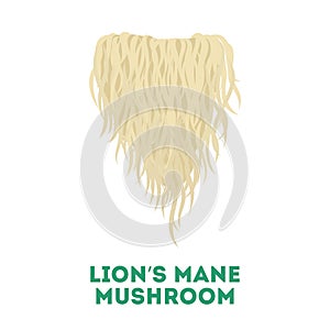 Lion`s mane mushroom. Healthy natural fungus. Botany