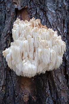 Lion`s mane mushroom Hericium erinaceus photo