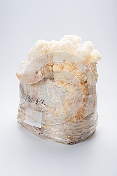 Lion`s mane mushroom Hericium erinaceus