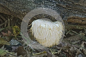 Lion's mane mushroom (Hericium erinaceus) photo