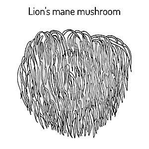 Lion s mane mushroom Hericium erinaceus , edible and medicinal plant