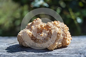 Lion`s Mane mushroom or Hericium erinaceus , a medicinal and edible mushroom, close up