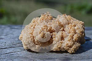 Lion`s Mane mushroom or Hericium erinaceus , a medicinal and edible mushroom, close up