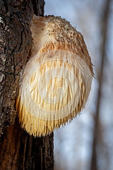 Lion\'s Mane Mushroom (Hericium erinaceus) sprouting from a maple tree trunk. Raleigh